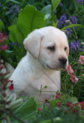 White  Puppies on Labrador Retriever Puppies For Sale   You May Also Request The Lab