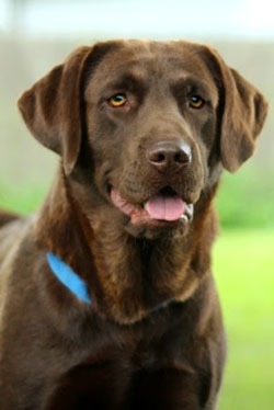 female chocolate lab for sale