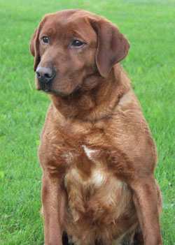 Female Labrador Retrievers