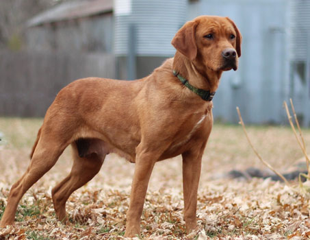 Fox Red Lab Tiara