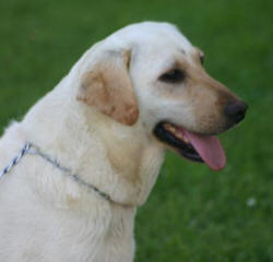 creamy yellow lab puppy for sale