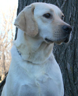 yellow labs for sale
