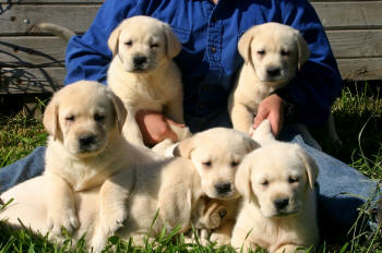 yellow labrador puppies