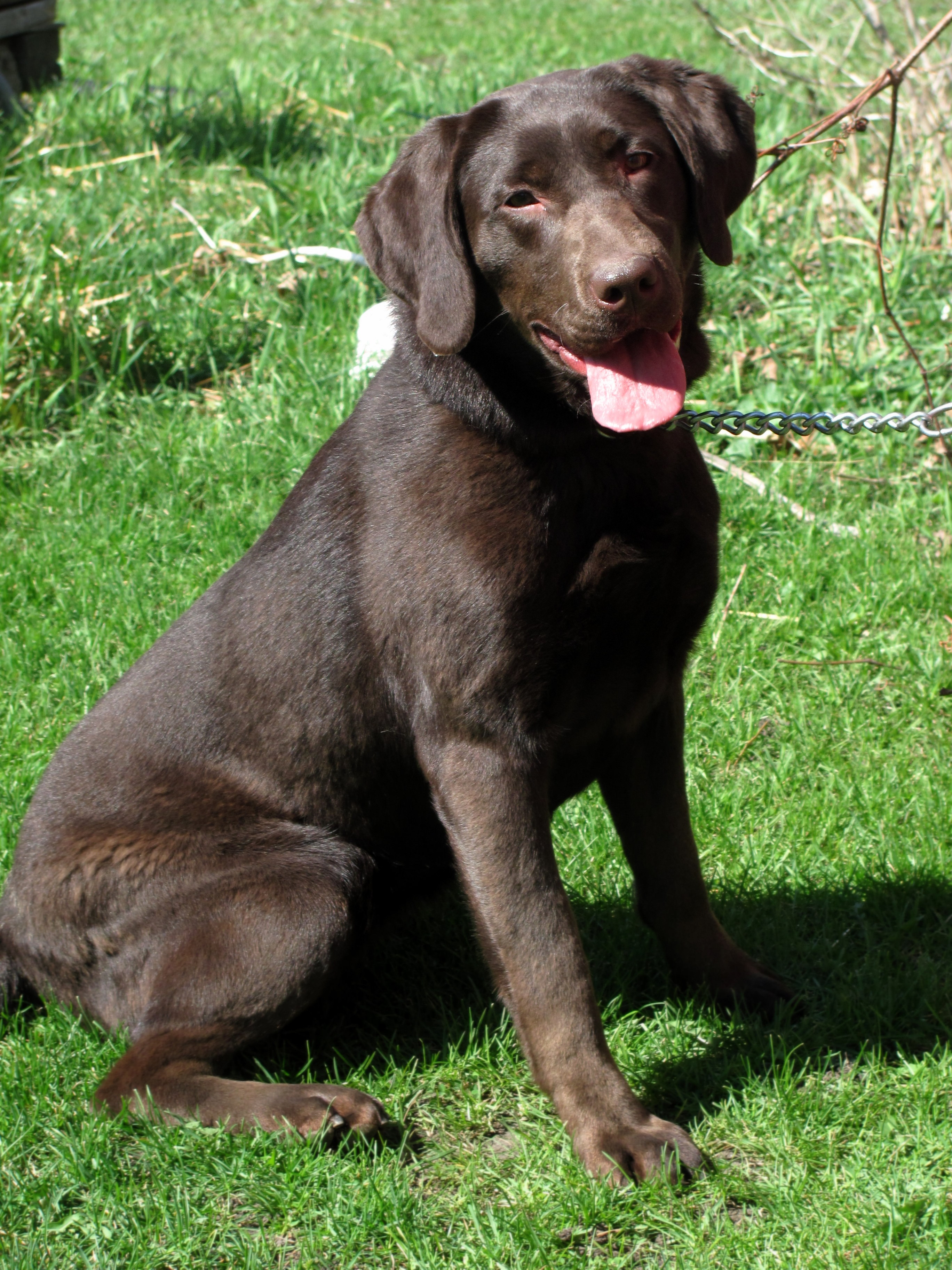 Chocolate Lab Puppies Near Me - All You Need Infos
