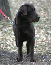 show and hunting labradors for sale