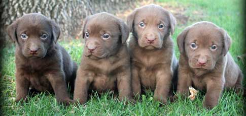 Labrador Puppies for Sale
