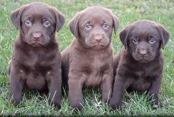 Labrador Puppies for Sale