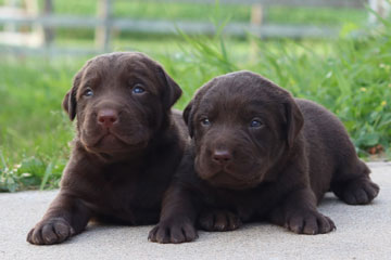 Labrador Puppies for Sale