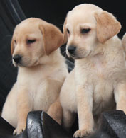 Smith Farms Labrador Retriever Puppies