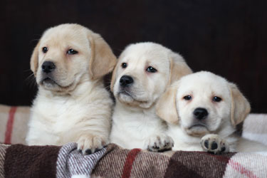 Labrador Puppies for Sale