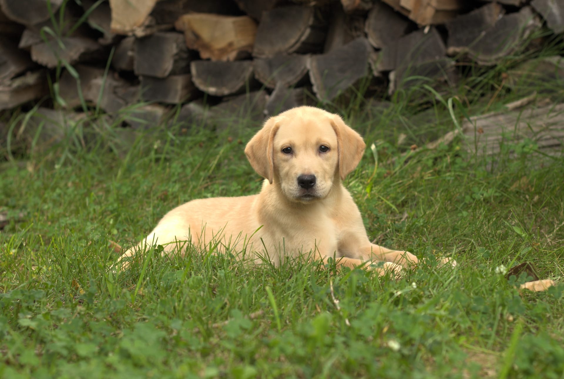 yellow labs MN IA WI