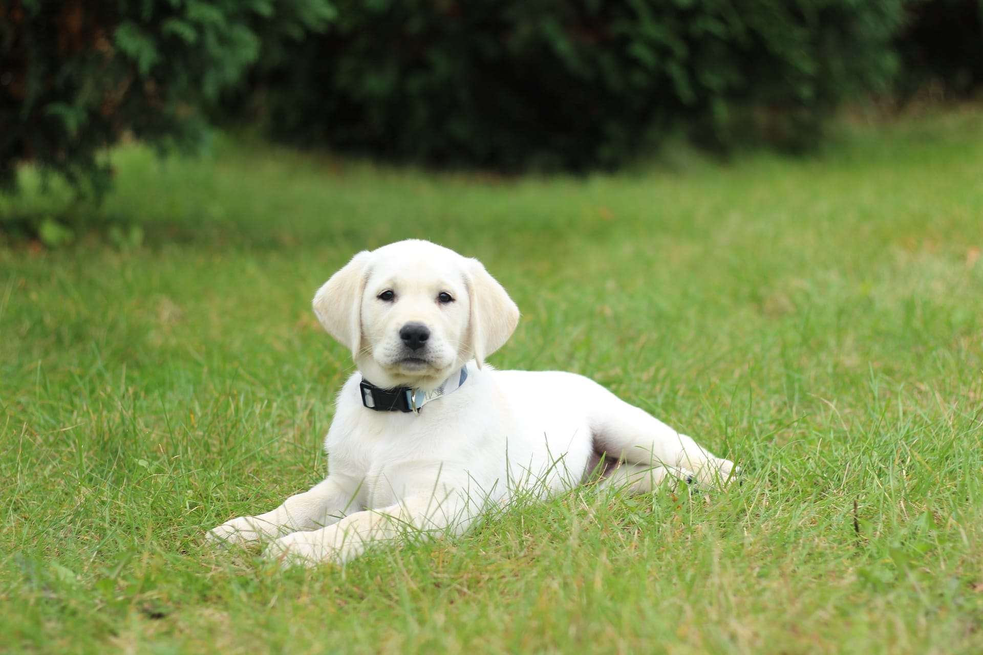 ivory white labs MN