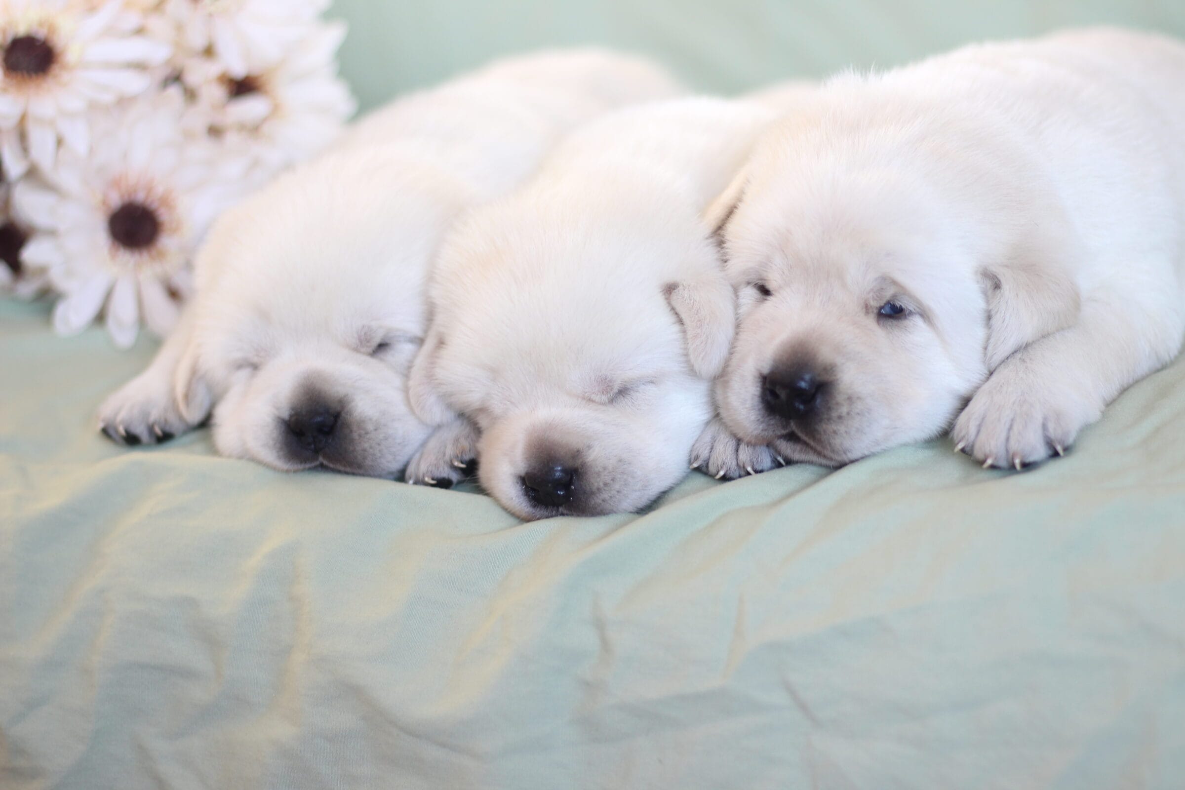 ivory white lab